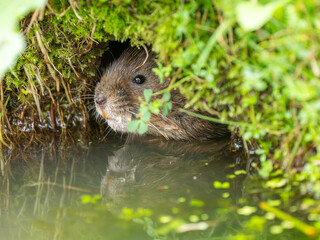Watrer Vole Feeding Looking out a Burrow