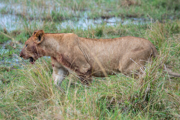 A lion cub is slowly walking through a vast field, Akagera National Park Rwanda