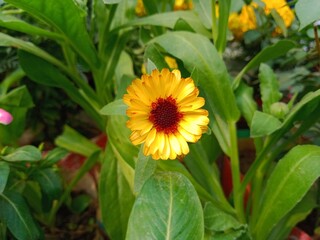 Calendula flower in botanical garden in Bangladesh. Yellow calendula flora. Aromatic flower plant.