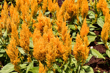 This plant is called Celosia argentea which is known as feathered cockscomb or silver cockscomb. This plant is known for its very bright colors. This plant has narrow pyramidal flower heads.