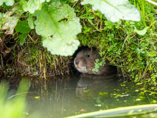 Watrer Vole Feeding Looking out a Burrow