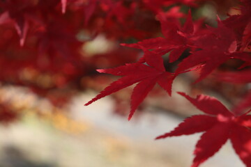 紅葉（赤）