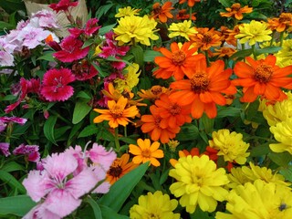Cosmos sulphureus, Dianthus chinensis, zinnia double zahara yellow, and Sweet Willium flower in...