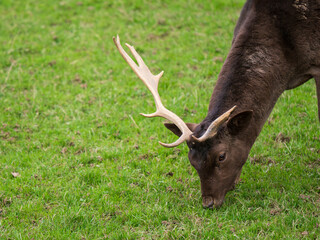 Fallow Deer With a Broken Antler