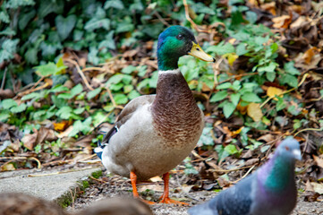 Männliche Stockente und Taube im Park