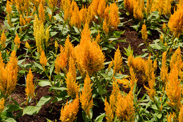 This plant is called Celosia argentea which is known as feathered cockscomb or silver cockscomb. This plant is known for its very bright colors. This plant has narrow pyramidal flower heads.