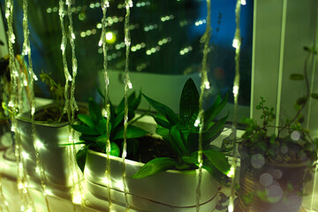 The windowsill decorated with home plants and garlands