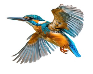 Obraz premium Tropical Bird Flying. Colorful Kingfisher in Flight, Fish Hunter Wildlife Concept