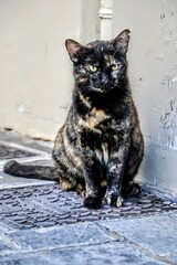 Stra&szlig;entiere in Griechenland