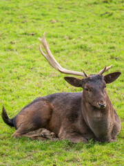 Fallow Deer With a Broken Antler