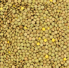 【豆図鑑】レンズ豆（レンズマメ）※レンズの語源	