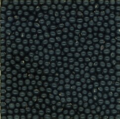【豆図鑑】黒千石大豆（くろせんごく）  © SAKURA Nat. SCIENCE