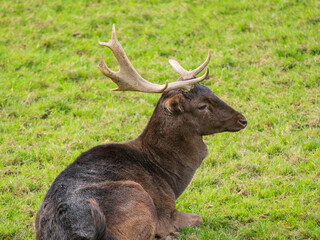 Fallow Deer With a Broken Antler