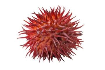 Unique red spiky fruit showcasing intricate texture and vibrant color against a plain background