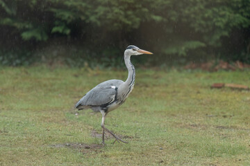 Grey Heron standing on the grass, close up