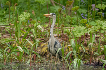 grey heron fishing in reeds beside a pond