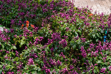 This flower is called Fuchsia salvia. This plant has beautiful bright pink purple flowers from the Caribbean island of Hispaniola with a sweet scent. They come in various sizes and colors.