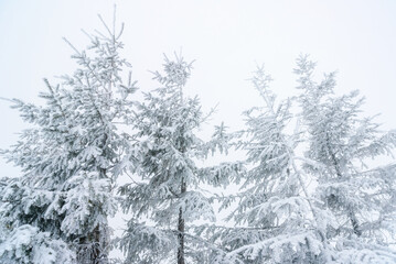 Snow-covered evergreen trees stand prominently in a winter landscape, showcasing a serene atmosphere amidst falling snow in a remote mountain area. Winter landscape.