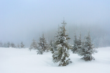 European Winter Beauty in the Carpathians: Snowy Peaks and Blue Skies. New Year Inspiration