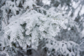 Snow-covered evergreen trees stand prominently in a winter landscape, showcasing a serene atmosphere amidst falling snow in a remote mountain area. Winter landscape.