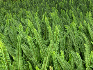 Closeup Group of Green Boston Fern Leaves Field Garden Totally Green without Brown Leaf Background Wallpaper Pattern