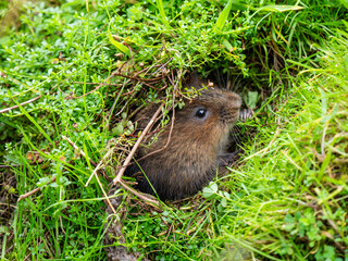 Watrer Vole Feeding  From a Burrow