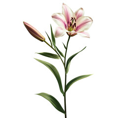 Fototapeta premium Beautiful pink lily flower with a budding blossom