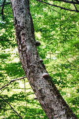 Thick tree trunk with tree fungi