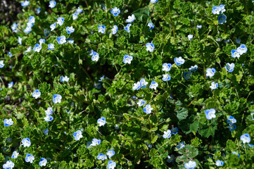 A field of blue and white flowers