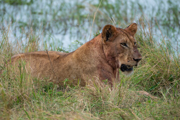 Lion is laying in the grass after hunting, Akagera National Park Rwanda