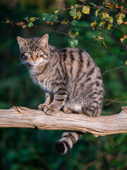 Scottish Wildcat Sitting on a Branch