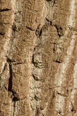 Borke, braune Baumrinde, Hintergrundbild, Deutschland