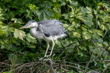 grey heron baby beside its nest, close up