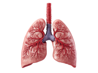 Detailed Anatomical Illustration of Human Lungs