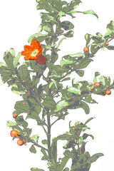 ザクロの花　初夏