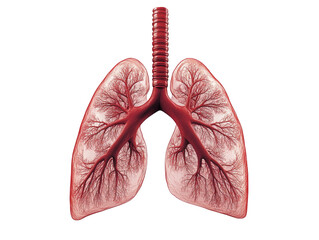 Detailed Anatomical Illustration of Human Lungs