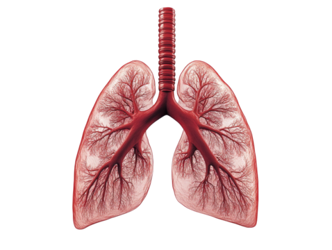 Detailed Anatomical Illustration of Human Lungs
