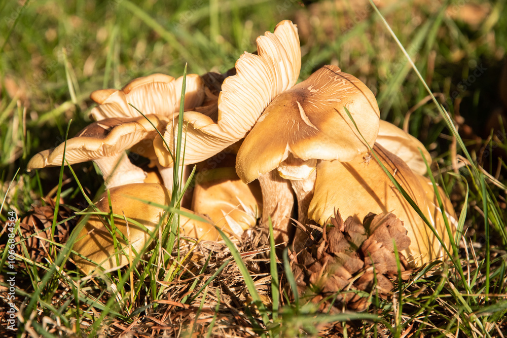 Wall mural Wild mushrooms in group at autumn meadow closeup