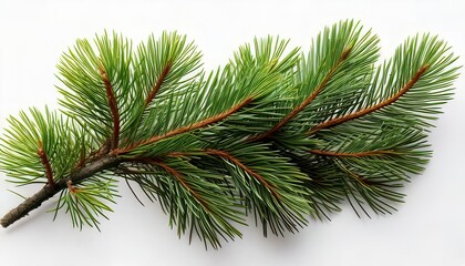 Obraz premium Fir branch isolated. Generated image