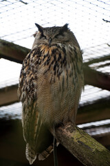 European Eagle Owl in captivity at Paradise Park, Hayle