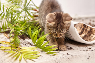 Young tabby kitten reaches down to play with scattered soil near a broken flower pot, surrounded by...