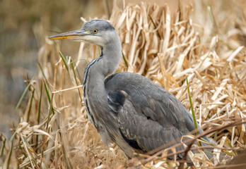 grey heron fishing in reeds beside a pond
