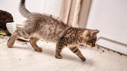 A young tabby kitten strides across the floor, leaving behind a broken flower pot with scattered...
