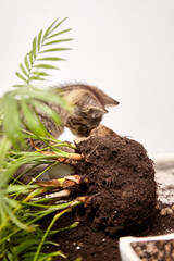 A curious tabby kitten investigates the roots and soil of an uprooted plant from a broken pot. Partially hidden behind green leaves, the kitten explores the indoor mess it caused