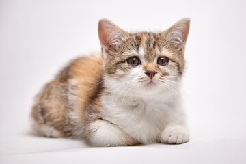 A fluffy, tri-color kitten with white, brown, and orange fur rests on a white background. The kitten's round eyes and relaxed posture highlight its calm and innocent expression