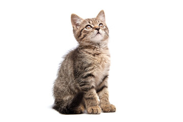 Cute tabby kitten sitting and looking upward against a white background. Perfect for pet-themed projects, emphasizing curiosity and innocence