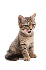 Cute tabby kitten licking its lips with a playful expression, sitting against a white background. Perfect for pet-themed designs and content
