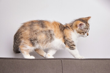 Calico Kitten Walking Along Sofa Edge Indoors
