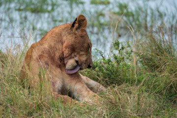 A small lion cub is resting beside a body of water, Akagera National Park Rwanda