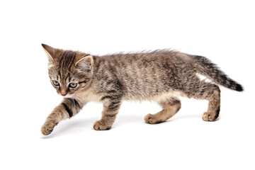 A striped tabby kitten confidently steps forward on a white background, displaying a curious and determined expression. The kitten soft fur and focused gaze add a playful yet bold charm to the image